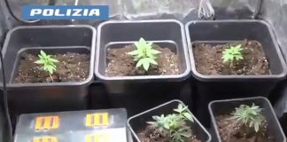 Coltivava marijuana in casa e fabbricava documenti falsi: arrestato un 49enne a Catania / Video
