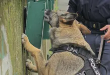 Furti e rapine sul litorale di Ostia, 6 arresti. 4 pusher in manette “fiutati” dal cane antidroga Nelly