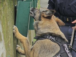 Furti e rapine sul litorale di Ostia, 6 arresti. 4 pusher in manette “fiutati” dal cane antidroga Nelly