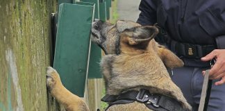 Furti e rapine sul litorale di Ostia, 6 arresti. 4 pusher in manette “fiutati” dal cane antidroga Nelly