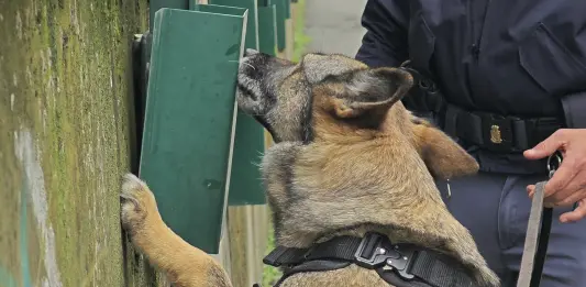 Furti e rapine sul litorale di Ostia, 6 arresti. 4 pusher in manette “fiutati” dal cane antidroga Nelly