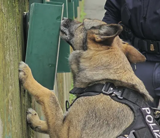 Furti e rapine sul litorale di Ostia, 6 arresti. 4 pusher in manette “fiutati” dal cane antidroga Nelly