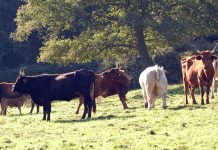 Dermatite nodulare bovina, in Sardegna arrivano 300mila dosi di vaccino