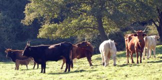 Dermatite nodulare bovina, in Sardegna arrivano 300mila dosi di vaccino
