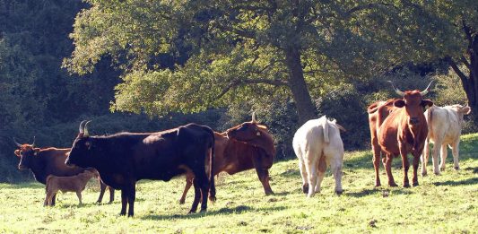 Dermatite nodulare bovina, in Sardegna arrivano 300mila dosi di vaccino