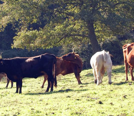 Dermatite nodulare bovina, in Sardegna arrivano 300mila dosi di vaccino