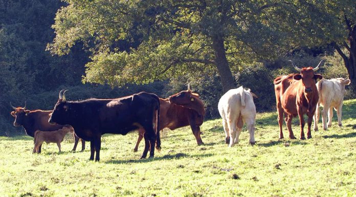 Dermatite nodulare bovina, in Sardegna arrivano 300mila dosi di vaccino