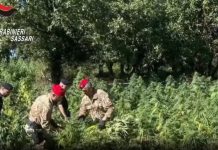 Quattro arresti e perquisizioni per coltivazione di droga nel nord Sardegna