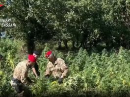 Quattro arresti e perquisizioni per coltivazione di droga nel nord Sardegna