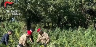 Quattro arresti e perquisizioni per coltivazione di droga nel nord Sardegna