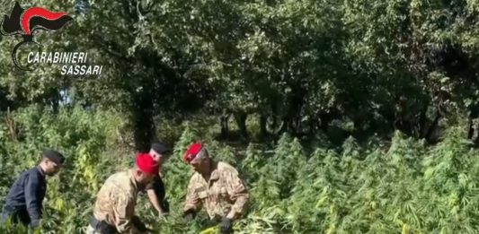 Quattro arresti e perquisizioni per coltivazione di droga nel nord Sardegna