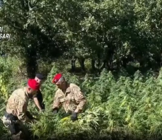 Quattro arresti e perquisizioni per coltivazione di droga nel nord Sardegna
