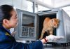 Cina: sui treni cresce la domanda di trasporto di animali per la Festa del Lavoro (1)