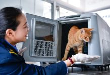 Cina: sui treni cresce la domanda di trasporto di animali per la Festa del Lavoro (1)