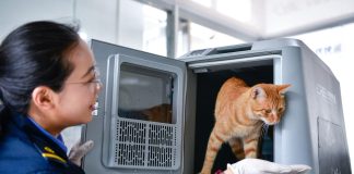 Cina: sui treni cresce la domanda di trasporto di animali per la Festa del Lavoro (1)