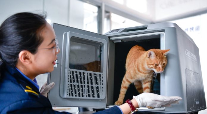 Cina: sui treni cresce la domanda di trasporto di animali per la Festa del Lavoro (1)