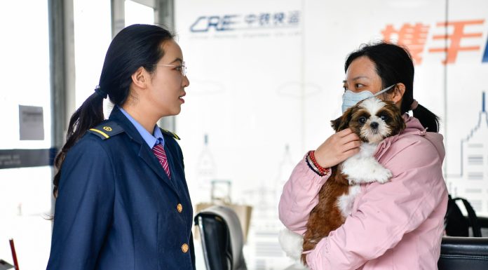 Cina: sui treni cresce la domanda di trasporto di animali per la Festa del Lavoro (2)