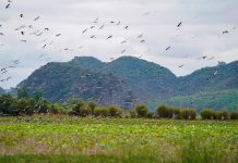 Cina: registrati miglioramenti ambientali nell’area di Puzhehei (2)