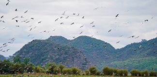 Cina: registrati miglioramenti ambientali nell’area di Puzhehei (2)