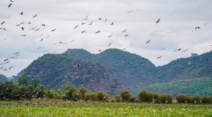 Cina: registrati miglioramenti ambientali nell’area di Puzhehei (2)