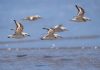 Cina: l’estuario del fiume Minjiang tappa importante per gli uccelli migratori (1)