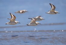 Cina: l’estuario del fiume Minjiang tappa importante per gli uccelli migratori (1)