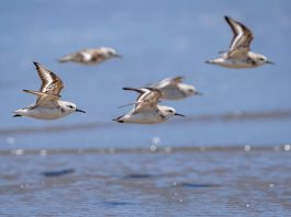 Cina: l’estuario del fiume Minjiang tappa importante per gli uccelli migratori (1)