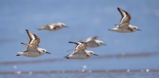 Cina: l’estuario del fiume Minjiang tappa importante per gli uccelli migratori (1)