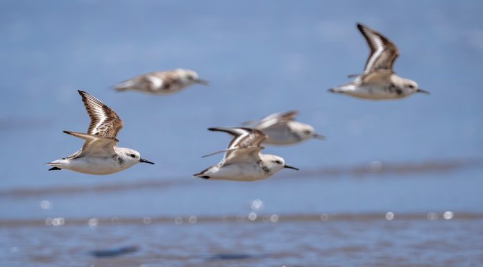 Cina: l’estuario del fiume Minjiang tappa importante per gli uccelli migratori (1)