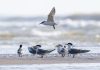 Cina: l’estuario del fiume Minjiang tappa importante per gli uccelli migratori (2)