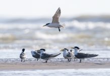 Cina: l’estuario del fiume Minjiang tappa importante per gli uccelli migratori (2)