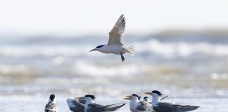 Cina: l’estuario del fiume Minjiang tappa importante per gli uccelli migratori (2)