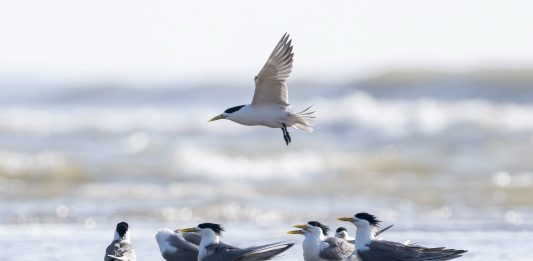 Cina: l’estuario del fiume Minjiang tappa importante per gli uccelli migratori (2)