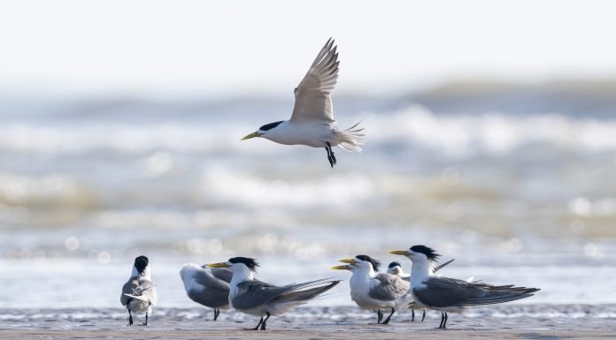 Cina: l’estuario del fiume Minjiang tappa importante per gli uccelli migratori (2)