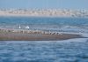 Cina: l’estuario del fiume Minjiang tappa importante per gli uccelli migratori (3)