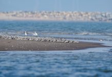 Cina: l’estuario del fiume Minjiang tappa importante per gli uccelli migratori (3)
