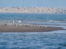 Cina: l’estuario del fiume Minjiang tappa importante per gli uccelli migratori (3)