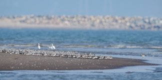 Cina: l’estuario del fiume Minjiang tappa importante per gli uccelli migratori (3)