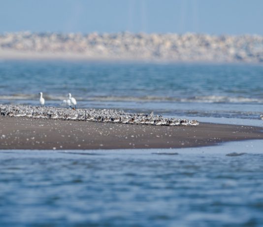 Cina: l’estuario del fiume Minjiang tappa importante per gli uccelli migratori (3)