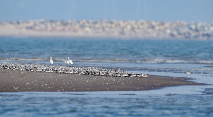Cina: l’estuario del fiume Minjiang tappa importante per gli uccelli migratori (3)