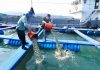Cina: Fujian promuove crescita del settore della maricoltura (1)