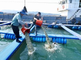 Cina: Fujian promuove crescita del settore della maricoltura (1)