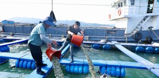 Cina: Fujian promuove crescita del settore della maricoltura (1)