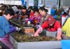 Cina: Fujian promuove crescita del settore della maricoltura (2)
