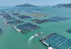 Cina: Fujian promuove crescita del settore della maricoltura (3)