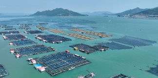 Cina: Fujian promuove crescita del settore della maricoltura (3)