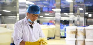 Cina: a Liuzhou si producono germogli di bambù sottaceto per il Luosifen (1)
