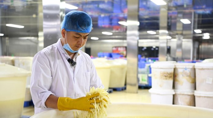 Cina: a Liuzhou si producono germogli di bambù sottaceto per il Luosifen (1)