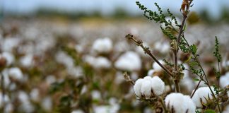 Cina: la rivoluzione dell’agricoltura intelligente nei campi di cotone dello Xinjiang
