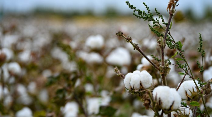 Cina: la rivoluzione dell’agricoltura intelligente nei campi di cotone dello Xinjiang
